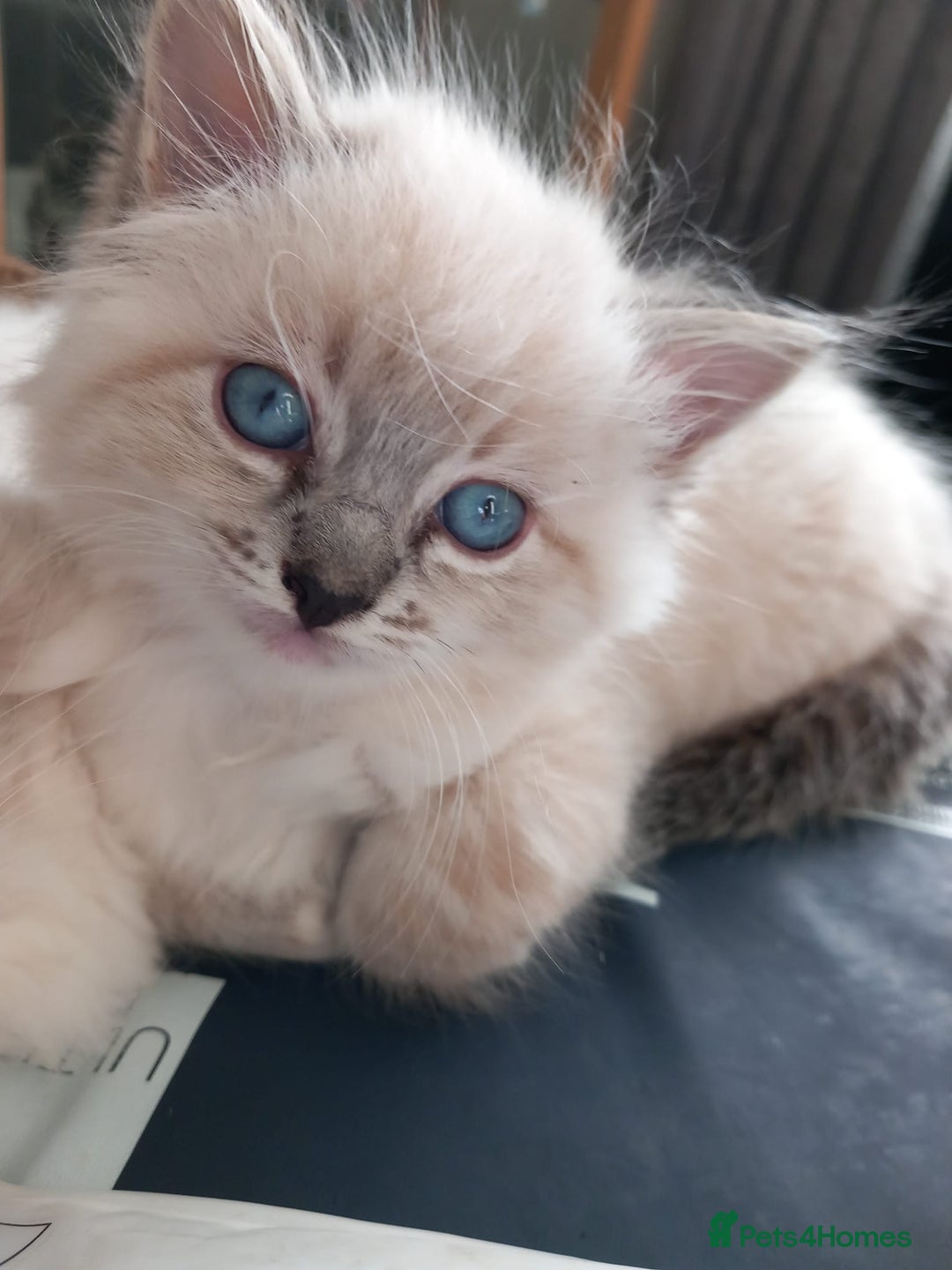 Ragdoll cats for sale: Ragdoll - Image 2