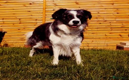 Border Collie dogs for stud: *proven* health tested working merle border collie in Leeds - Image 7