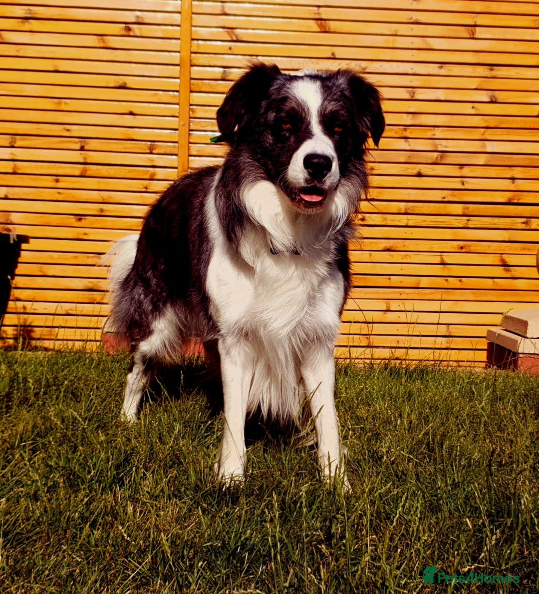 Border Collie dogs for stud: *proven* health tested working merle border collie in Leeds - Image 7