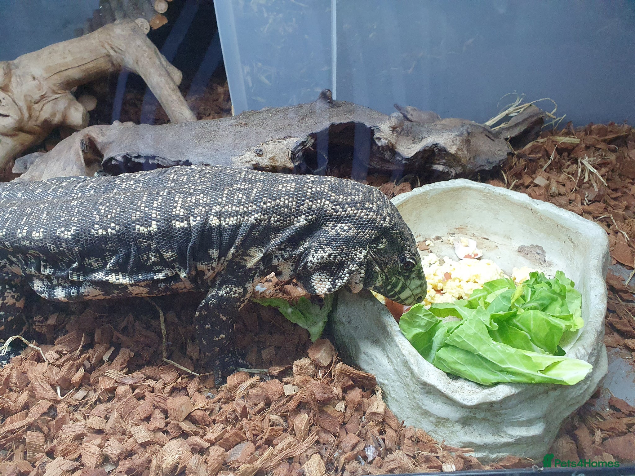 Mixed Breed reptiles Selling all our reptile collection updated - Advert 2