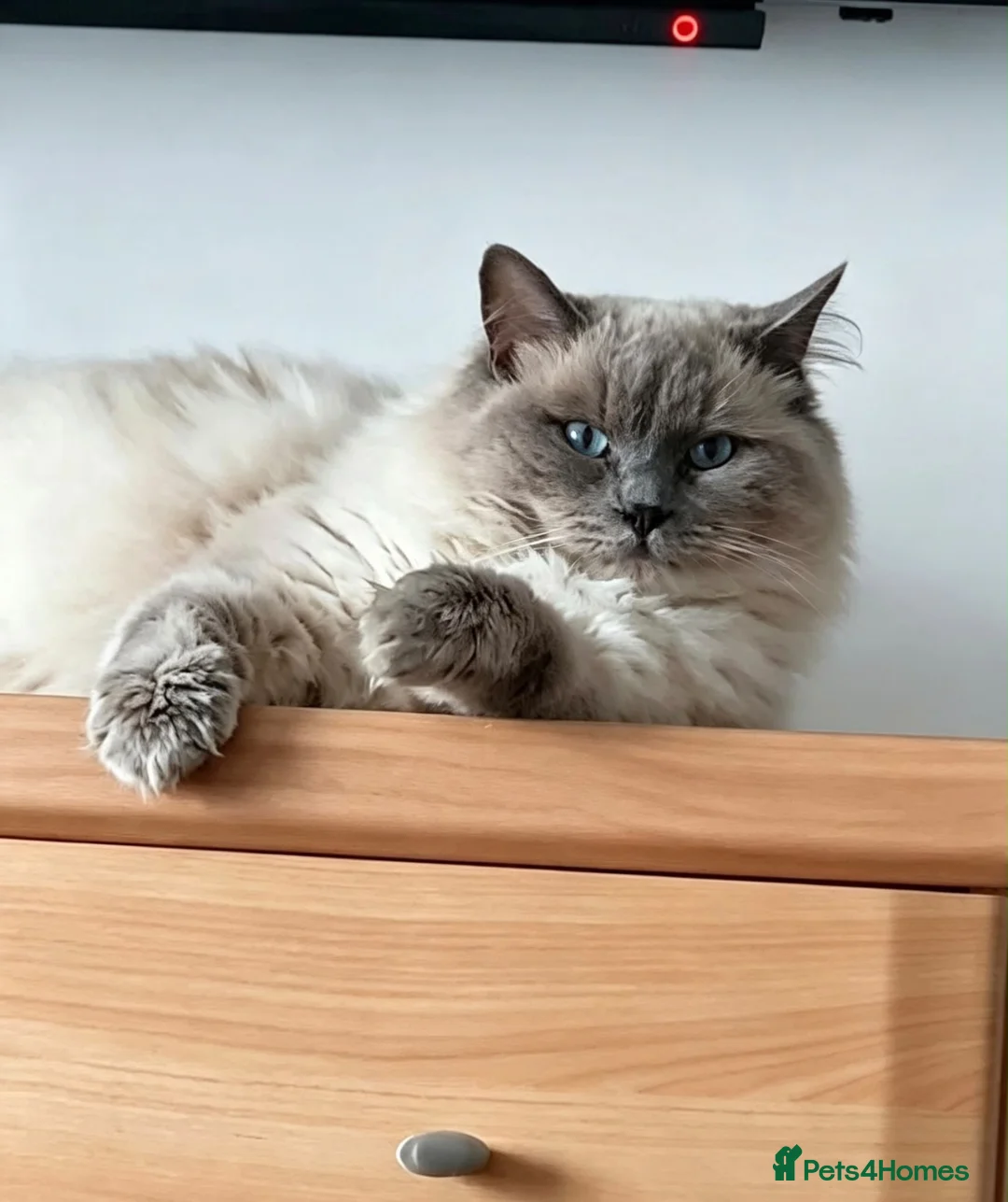 Ragdoll cats for sale: Blue Point Ragdolls  - Advert 2