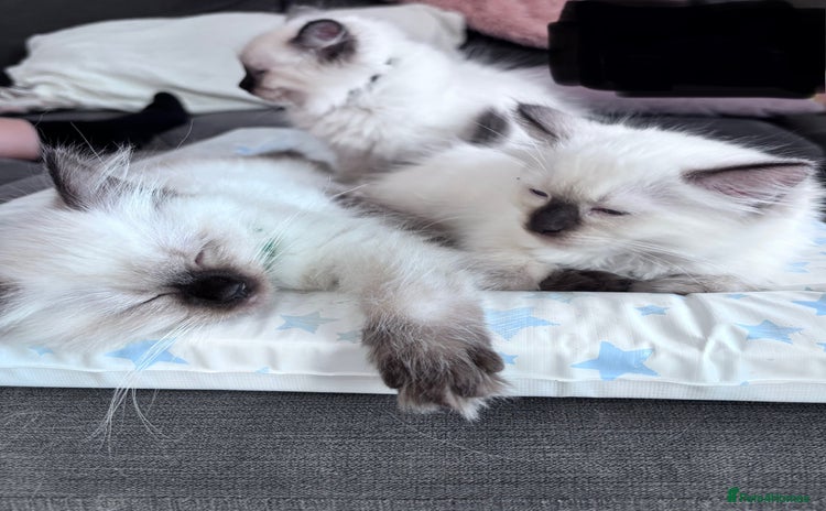 Ragdoll cats - Advert 3