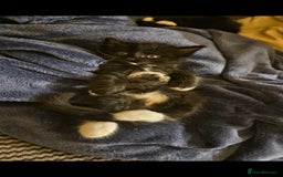Mixed Breed cats for sale: Beautiful long haired kittens  - Image 9