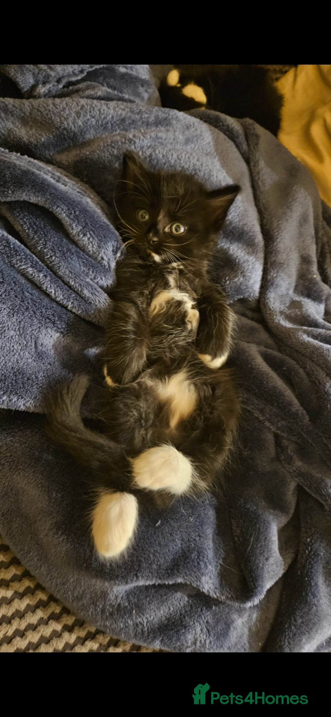 Mixed Breed cats for sale: Beautiful long haired kittens  - Image 9