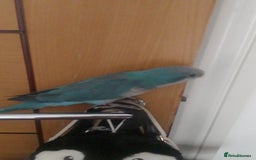 Parakeets birds for sale: Cute Quaker parrots hand reared male and female - Image 19