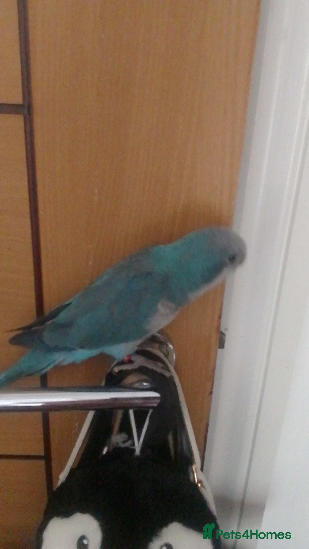 Parakeets birds for sale: Cute Quaker parrots hand reared male and female - Image 19