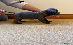 Staffordshire Bull Terrier dogs for sale: Gorgeous KC Reg/Health Tested Blue SBT Puppies - Image 12