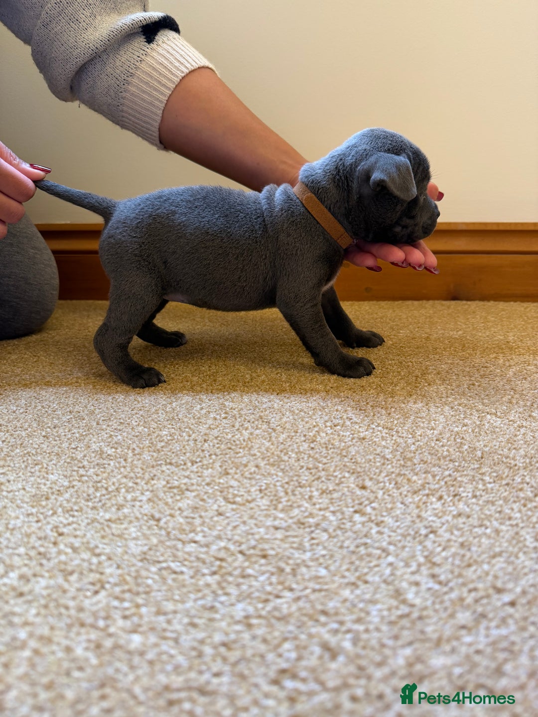 Staffordshire Bull Terrier dogs for sale: Gorgeous KC Reg/Health Tested Blue SBT Puppies - Image 12