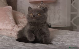 British Shorthair cats for sale: Gorgeous BSH Kittens  - Image 16