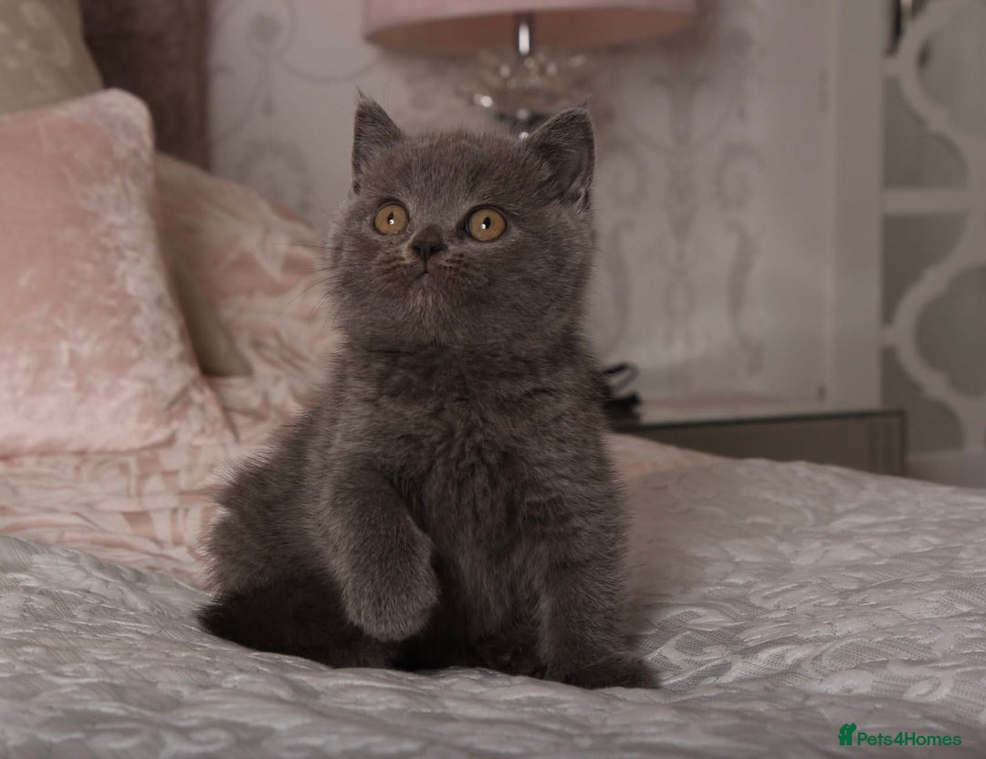 British Shorthair cats for sale: Gorgeous BSH Kittens  - Image 16