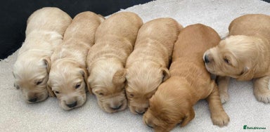 Golden Retriever dogs - Advert 4