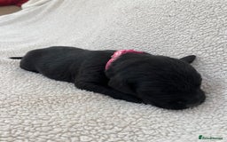 Labrador Retriever dogs for sale: Stunning Labrador Puppies - Image 24