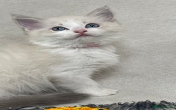 Ragdoll cats for sale: Premium Ragdoll Kittens  Beautiful TICA Registered - Image 4