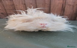 Guinea Pig rodents for sale: Lunkarya  - Image 10