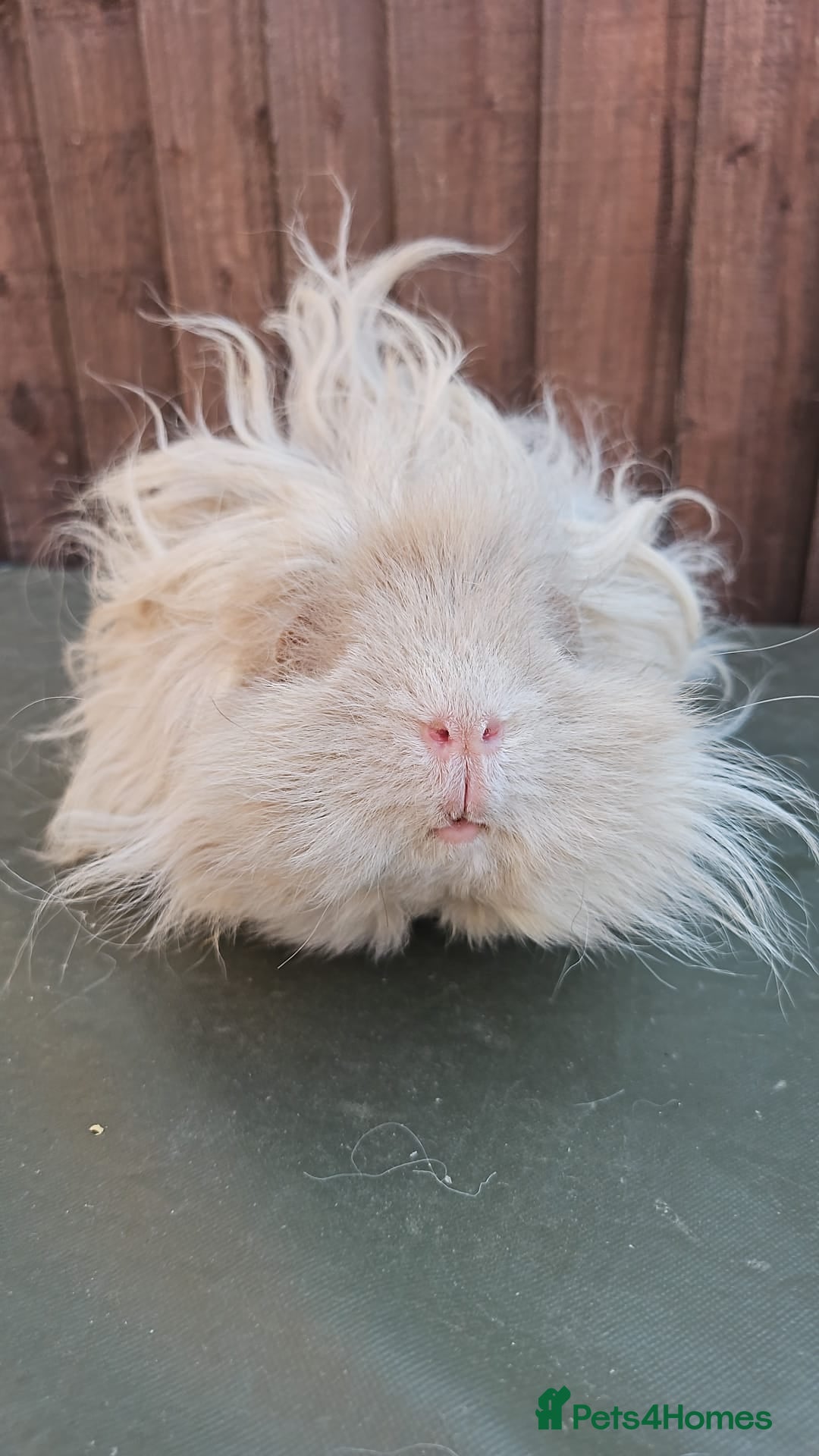 Guinea Pig rodents for sale: Lunkarya  - Image 10