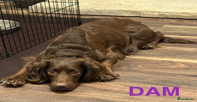 Cocker Spaniel dogs - Advert 9