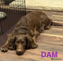 Cocker Spaniel dogs - Advert 6