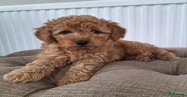 Labradoodle dogs - Advert 1