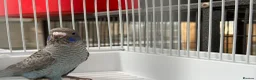 Budgerigars birds for sale: Bfbw, Bwbf, Rainbow hagoromo and other mutations  - Advert 7