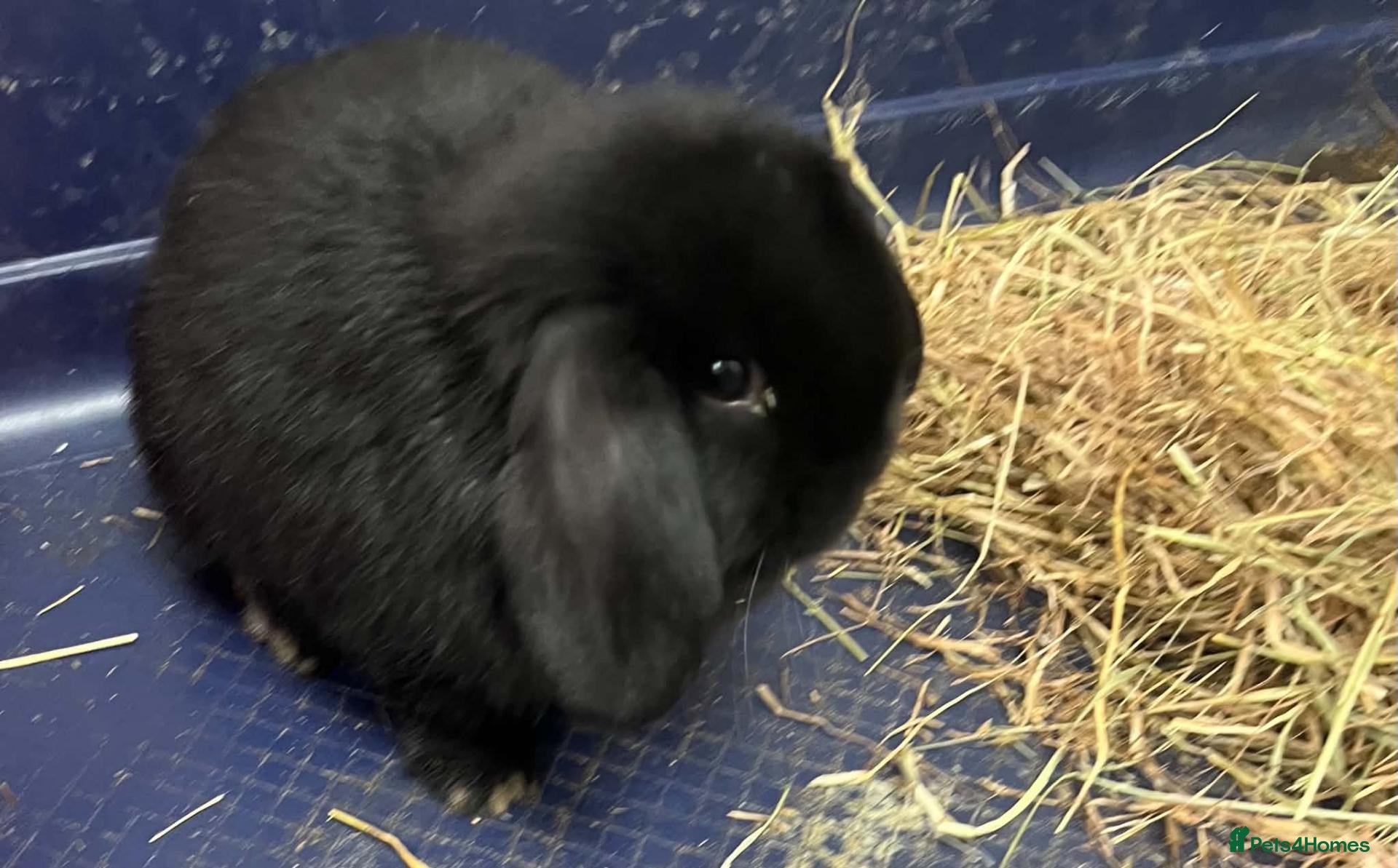 Mini Lop rabbits Gorgeous Mini Lops - Advert 16
