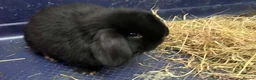 Mini Lop rabbits for sale: Gorgeous Mini Lops - Advert 1
