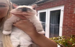 Ragdoll cats for sale: Christmas Ragdoll kitten dolls available  - Image 5