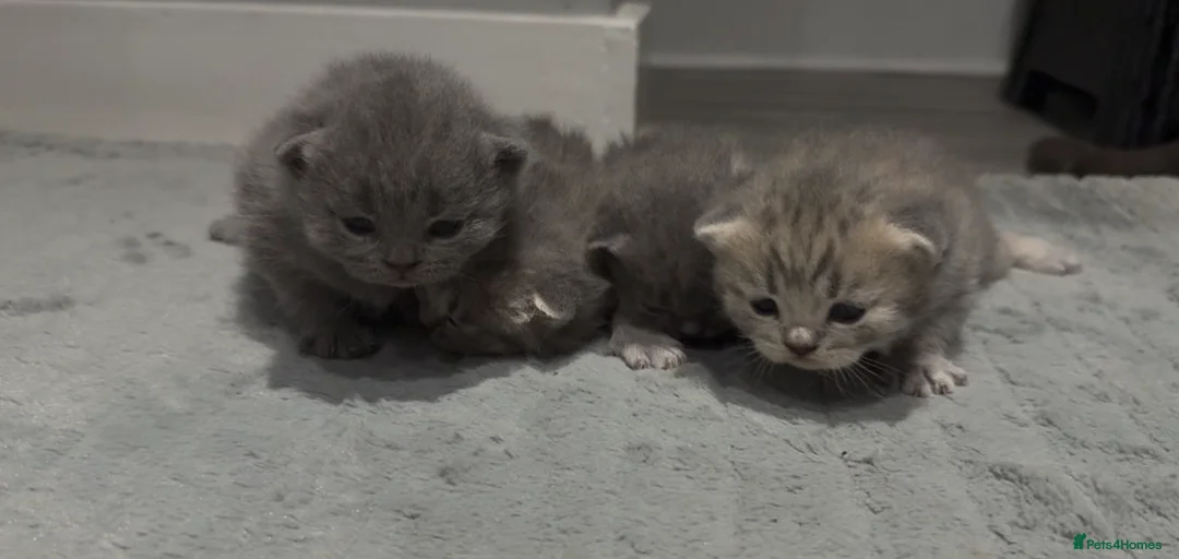 British Shorthair cats for sale: 4 Blue Stripe Spotted British shorthair kittens - Advert 1
