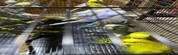 Budgerigars birds for sale: 25 budgies for sale nice colour  in Dewsbury - Advert 3