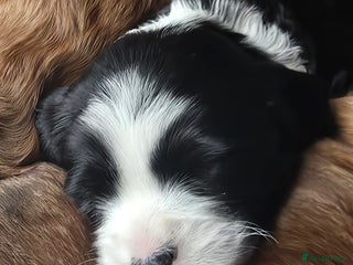 Tibetan Terrier dogs KC Registered Tibetan Terrier Boy - Advert 1