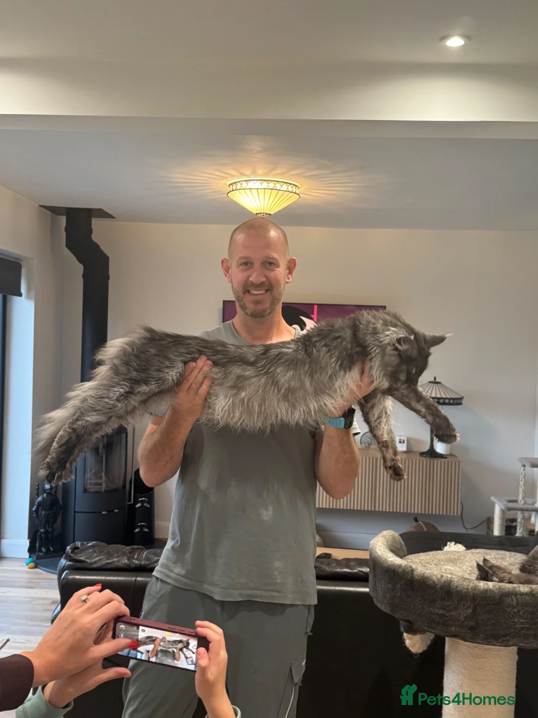 Maine Coon cats for sale: Full pedigree Maine coon boy kittens for sale in Rochdale - Advert 2