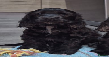 Cocker Spaniel dogs *READY NOW* 1 LEFT KC Show Cocker Spaniel Puppies - Advert 8