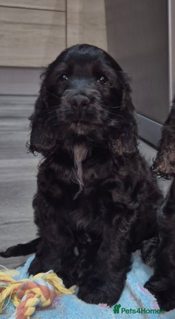 Cocker Spaniel dogs *READY NOW* 1 LEFT KC Show Cocker Spaniel Puppies - Advert 2