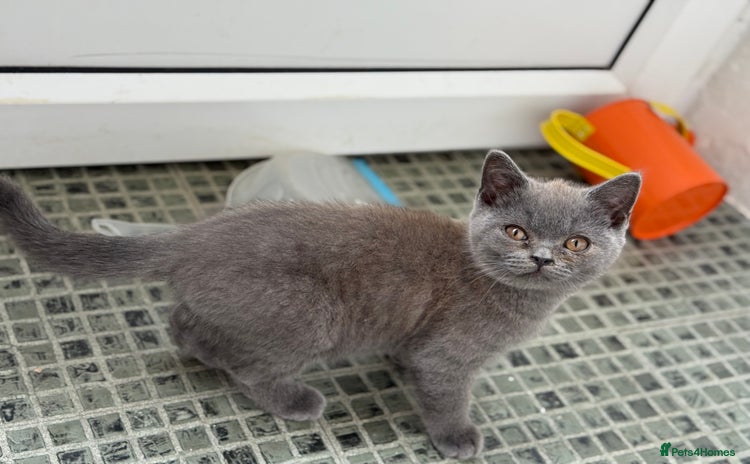 British Shorthair cats - Advert 16