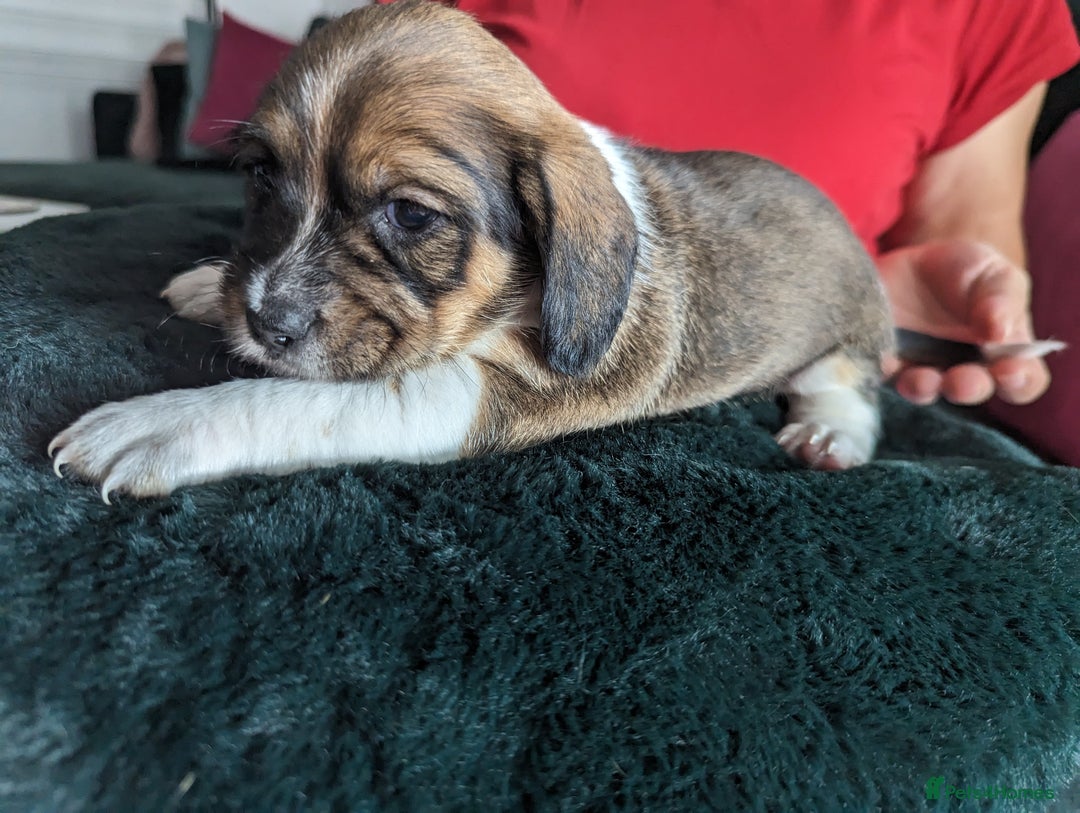 Mixed Breed dogs for sale: Shweenie puppies for sale - Image 15