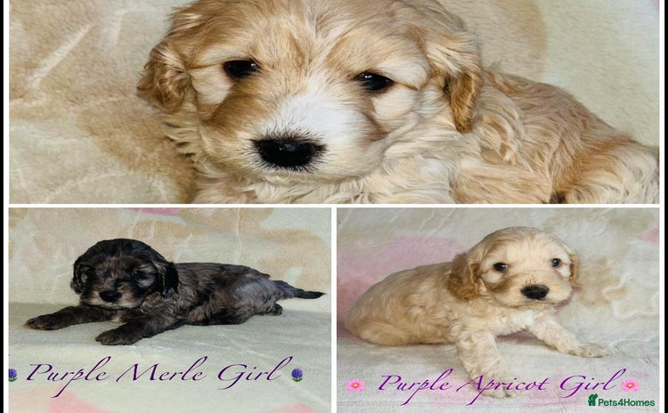 Cavapoo dogs - Advert 13