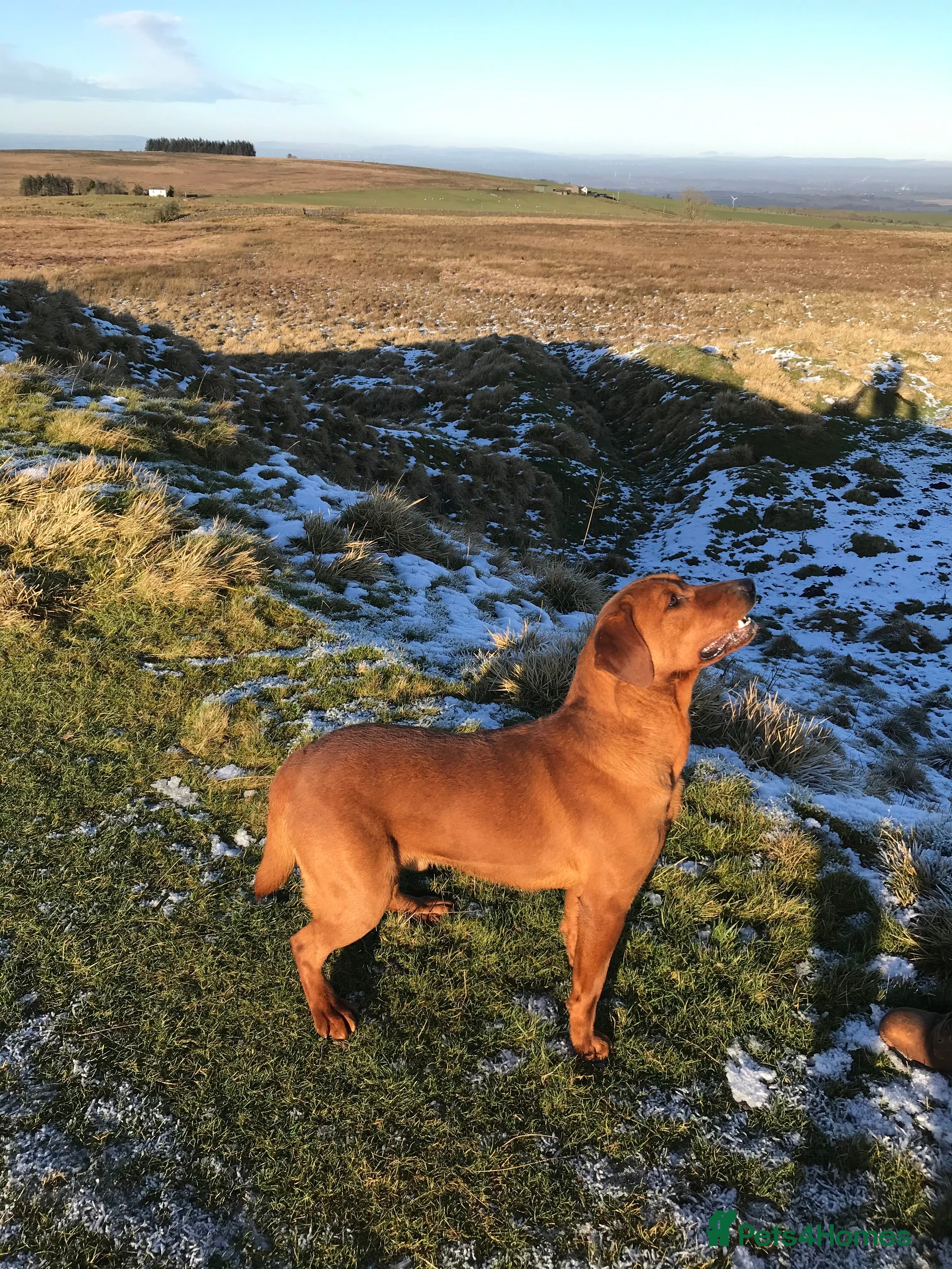 Labrador Retriever dogs Proven dark fox red stud  in Carlisle - Advert 12
