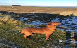Labrador Retriever dogs for stud: Proven dark fox red stud  in Carlisle - Image 1