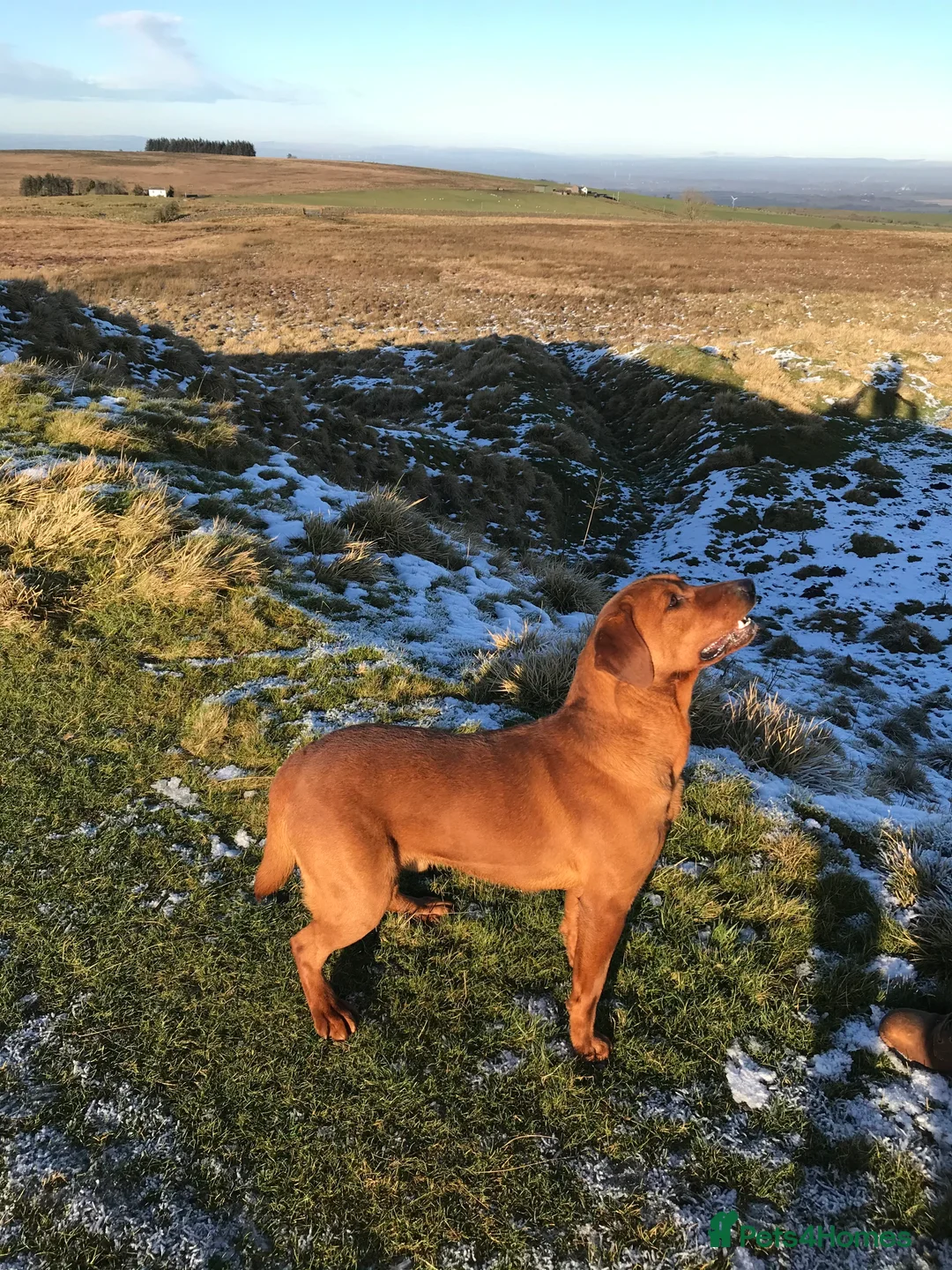 Labrador Retriever dogs for stud: Proven dark fox red stud  in Carlisle - Advert 1