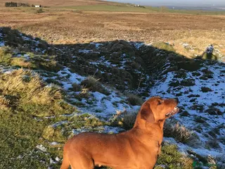 Labrador Retriever dogs Proven dark fox red stud in Carlisle - Advert 6