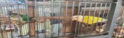 Conures birds for sale: Conures  - Advert 2