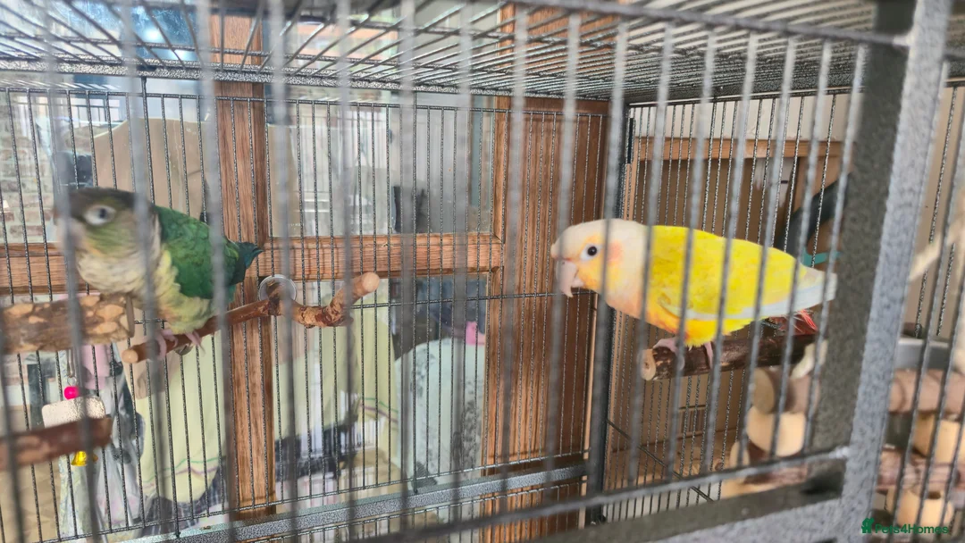 Conures birds for sale: Conures  - Advert 2