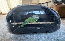 Parrots birds for sale: Rocky -Quaker  - Image 3