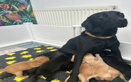 Labrador Retriever dogs for sale: Beautiful Golden and Black Labrador Puppies - Image 9