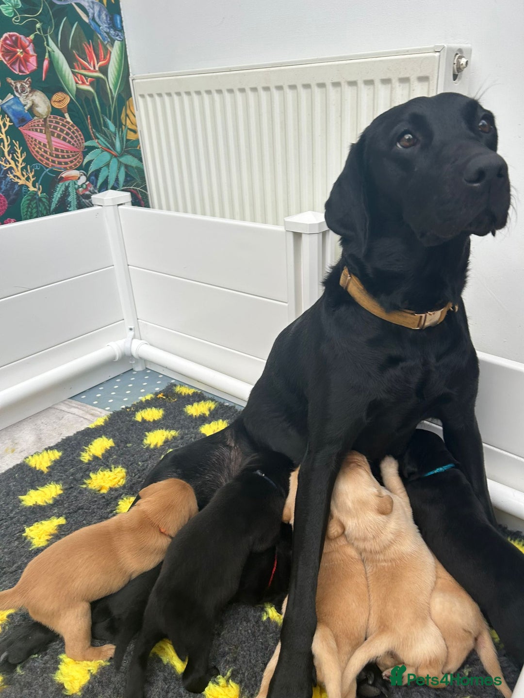 Labrador Retriever dogs for sale: Beautiful Golden and Black Labrador Puppies - Image 9