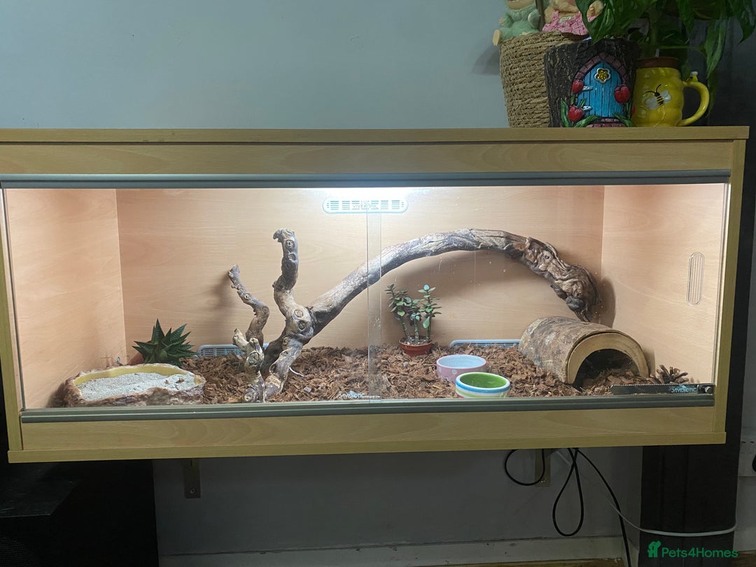 Pygmy Hedgehog rodents for sale: Lesser Tenrec - Image 2