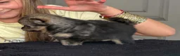Pomchi dogs for sale: 3/4 poms  - Advert 4