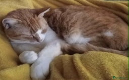 Mixed Breed cats for sale: Mixed breed male cat - Image 2