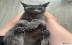 Russian Blue cats for sale: Russian blue cross  - Image 2