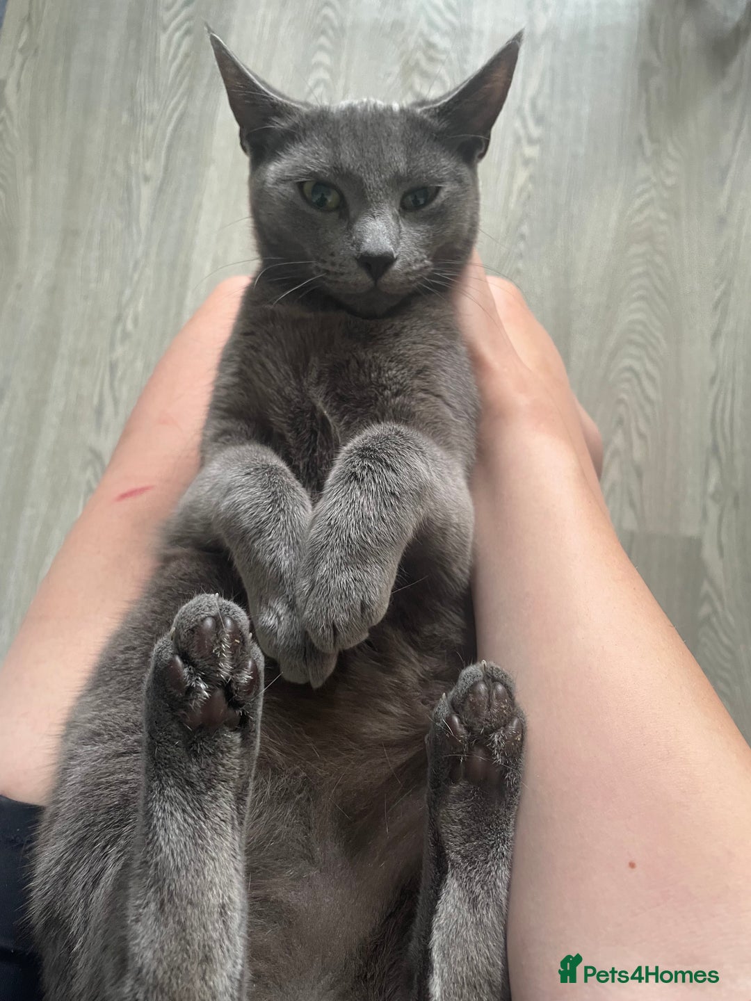 Russian Blue cats for sale: Russian blue cross  - Image 2
