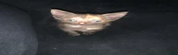 Mixed Breed cats for sale: Beautiful tortie shell girl in London - Advert 5
